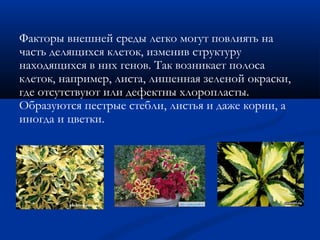 Факторы внешней среды легко могут повлиять на
часть делящихся клеток, изменив структуру
находящихся в них генов. Так возникает полоса
клеток, например, листа, лишенная зеленой окраски,
где отсутствуют или дефектны хлоропласты.
Образуются пестрые стебли, листья и даже корни, а
иногда и цветки.
 