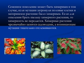 Семенное поколение может быть химерным в том
случае, если мутации затронули половые клетки и
материнское растение было химерным. Если для
опыления брать пыльцу химерного растения, то
химерность не передается. Химерные растения
чрезвычайно ценятся садоводами, а возникающие
мутации тщательно отслеживаются.
 
