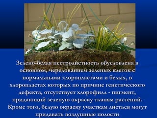 Зелено-белая пестролистность обусловлена вЗелено-белая пестролистность обусловлена в
основном, чередованием зеленых клеток сосновном, чередованием зеленых клеток с
нормальными хлоропластами и белых, внормальными хлоропластами и белых, в
хлоропластах которых по причине генетическогохлоропластах которых по причине генетического
дефекта, отсутствует хлорофилл - пигмент,дефекта, отсутствует хлорофилл - пигмент,
придающий зеленую окраску тканям растений.придающий зеленую окраску тканям растений.
Кроме того, белую окраску участкам листьев могутКроме того, белую окраску участкам листьев могут
придавать воздушные полостипридавать воздушные полости
 