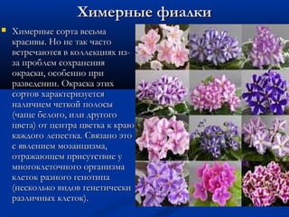 Химерные фиалкиХимерные фиалки
 Химерные сорта весьмаХимерные сорта весьма
красивы. Но не так частокрасивы. Но не так часто
встречаются в коллекциях из-встречаются в коллекциях из-
за проблем сохраненияза проблем сохранения
окраски, особенно приокраски, особенно при
разведении. Окраска этихразведении. Окраска этих
сортов характеризуетсясортов характеризуется
наличием четкой полосыналичием четкой полосы
(чаще белого, или другого(чаще белого, или другого
цвета) от центра цветка к краюцвета) от центра цветка к краю
каждого лепестка. Связано этокаждого лепестка. Связано это
с явлением мозаицизма,с явлением мозаицизма,
отражающем присутствие уотражающем присутствие у
многоклеточного организмамногоклеточного организма
клеток разного генотипаклеток разного генотипа
(несколько видов генетически(несколько видов генетически
различных клеток).различных клеток).
 