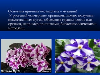 Основная причина мозаицизма – мутации!
У растений «химерные» организмы можно получить
искусственным путем, объединяя группы клеток или
органов, например прививками, биотехнологическими
методами.
 