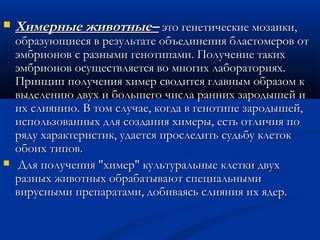  Химерные животные–Химерные животные– это генетические мозаики,это генетические мозаики,
образующиеся в результате объединения бластомеров отобразующиеся в результате объединения бластомеров от
эмбрионов с разными генотипами. Получение такихэмбрионов с разными генотипами. Получение таких
эмбрионов осуществляется во многих лабораториях.эмбрионов осуществляется во многих лабораториях.
Принцип получения химер сводится главным образом кПринцип получения химер сводится главным образом к
выделению двух и большего числа ранних зародышей ивыделению двух и большего числа ранних зародышей и
их слиянию. В том случае, когда в генотипе зародышей,их слиянию. В том случае, когда в генотипе зародышей,
использованных для создания химеры, есть отличия поиспользованных для создания химеры, есть отличия по
ряду характеристик, удается проследить судьбу клетокряду характеристик, удается проследить судьбу клеток
обоих типов.обоих типов.
 Для получения "химер" культуральные клетки двухДля получения "химер" культуральные клетки двух
разных животных обрабатывают специальнымиразных животных обрабатывают специальными
вирусными препаратами, добиваясь слияния их ядер.вирусными препаратами, добиваясь слияния их ядер.
 