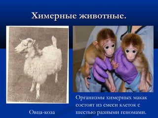 Химерные животные.Химерные животные.
Овца-коза
Организмы химерных макак
состоят из смеси клеток с
шестью разными геномами.
 