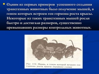  Одним из первых примеров успешного созданияОдним из первых примеров успешного создания
трансгенных животных было получение мышей, втрансгенных животных было получение мышей, в
геном которых встроен ген гормона роста крысы.геном которых встроен ген гормона роста крысы.
Некоторые из таких трансгенных мышей рослиНекоторые из таких трансгенных мышей росли
быстро и достигали размеров, существеннобыстро и достигали размеров, существенно
превышавших размеры контрольных животныхпревышавших размеры контрольных животных..
 