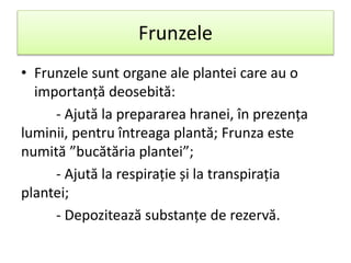 Frunzele
• Frunzele sunt organe ale plantei care au o
importanță deosebită:
- Ajută la prepararea hranei, în prezența
luminii, pentru întreaga plantă; Frunza este
numită ”bucătăria plantei”;
- Ajută la respirație și la transpirația
plantei;
- Depozitează substanțe de rezervă.
 