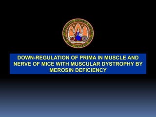 DOWN-REGULATION OF PRIMA IN MUSCLE AND
NERVE OF MICE WITH MUSCULAR DYSTROPHY BY
MEROSIN DEFICIENCY
 
