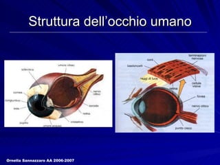 Struttura dell’occhio umano Ornella Sannazzaro AA 2006-2007 