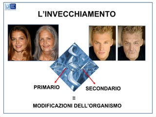 L’INVECCHIAMENTO PRIMARIO SECONDARIO = MODIFICAZIONI DELL’ORGANISMO 