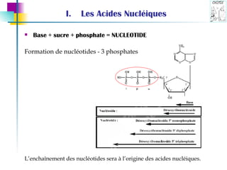 Base + sucre + phosphate = NUCLEOTIDE Formation de nucléotides - 3 phosphates  L’enchaînement des nucléotides sera à l’origine des acides nucléiques. Les Acides Nucléiques 
