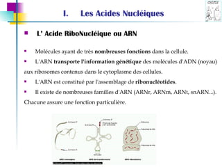 L’ Acide RiboNucléique ou ARN Molécules ayant de très  nombreuses fonctions  dans la cellule.  L'ARN  transporte l'information génétique  des molécules d'ADN (noyau)  aux ribosomes contenus dans le cytoplasme des cellules. L'ARN est constitué par l'assemblage de  ribonucléotides .  Il existe de nombreuses familles d'ARN (ARNr, ARNm, ARNt, snARN...).  Chacune assure une fonction particulière. Les Acides Nucléiques 