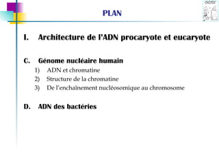 PLAN Architecture de l’ADN procaryote et eucaryote Génome nucléaire humain  ADN et chromatine Structure de la chromatine De l’enchaînement nucléosomique au chromosome ADN des bactéries 