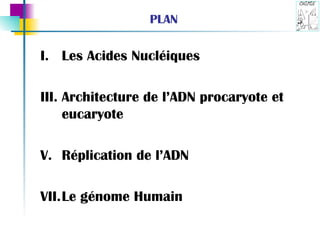 PLAN Les Acides Nucléiques Architecture de l’ADN procaryote et eucaryote Réplication de l’ADN Le génome Humain 