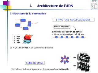 Architecture de l’ADN 2) Structure de la chromatine Le NUCLEOSOME = un octamère d’histones FIBRE DE 30 nm Enroulement des nucléosomes = formation d’une  solénoïde 