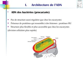 Architecture de l’ADN Pas de structure aussi régulière que chez les eucaryotes Présence de protéines qui ressemble à des histones : protéines HU Structure plus flexible et plus accessible que chez les eucaryotes (division cellulaire plus rapide) ADN des bactéries (procaryote)   