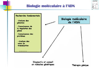 Biologie moléculaire à l’ADN 
