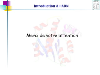 Introduction à l’ADN Merci de votre attention  ! 