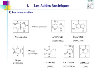 Les Acides Nucléiques 1) Les bases azotées Noyau purine GUANINE (ADN/ARN) ADENINE (ADN/ARN)    bases puriques : Noyau pyrimidine THYMINE (ADN) CYTOSINE (ADN/ARN)    bases pyrimidiques : URACILE (ARN) 