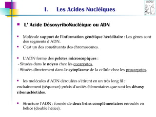 L’ Acide DésoxyriboNucléique ou ADN Molécule  support de l'information génétique héréditaire  : Les gènes sont des segments d'ADN.  C'est un des constituants des chromosomes.  L'ADN forme des  pelotes microscopiques  : - Situées dans  le noyau  chez les  eucaryotes , - Situées directement dans  le cytoplasme  de la cellule chez les  procaryotes . les molécules d'ADN déroulées s'étirent en un très long fil : enchaînement (séquence) précis d'unités élémentaires que sont les  désoxy  ribonucléotides . Structure l'ADN : formée de  deux brins complémentaires  enroulés en hélice (double hélice). Les Acides Nucléiques 