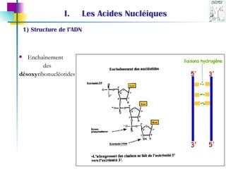 Les Acides Nucléiques Enchaînement  des désoxy ribonucléotides 1) Structure de l’ADN 