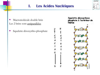 Les Acides Nucléiques Macromolécule double brin Les 2 brins sont  antiparallèles Squelette désoxyribo-phosphate 