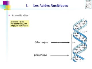 Les Acides Nucléiques La double hélice 