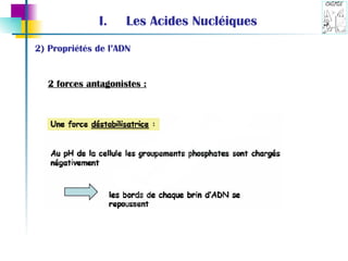 Les Acides Nucléiques 2) Propriétés de l’ADN 2 forces antagonistes : 