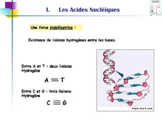 Les Acides Nucléiques 