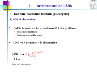 Architecture de l’ADN L’ADN humain est fortement  associé à des protéines  : Protéines  histones   Protéines  non histones ADN nu + protéines = la  chromatine Génome nucléaire humain (eucaryote)   1) ADN et chromatine Ø 2 nm Fibre de 2 nanomètres 
