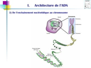 Architecture de l’ADN 3) De l’enchaînement nucléotidique au chromosome 