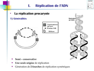 Réplication de l’ADN Semi – conservative Une seule origine  de réplication  Génération de  2 fourches  de réplication symétriques La réplication procaryote  1) Généralités 