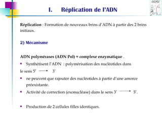 Réplication de l’ADN Réplication  : Formation de nouveaux brins d’ADN à partir des 2 brins  initiaux. 2) Mécanisme ADN polymérases (ADN Pol) = complexe enzymatique  . Synthétisent l’ADN  : polymérisation des nucléotides dans  le sens 5’ 3’ ne peuvent que rajouter des nucléotides à partir d’une amorce préexistante. Activité de correction (exonucléase) dans le sens 3’ 5’. Production de 2 cellules filles identiques. 