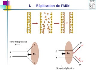 Réplication de l’ADN 5’ 3’ 3’ 5’ Sens de réplication 3’ 5’ 5’ 3’ 5’ 3’ 3’ 5’ Sens de réplication Pol Pol 