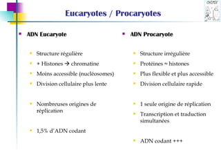 Eucaryotes / Procaryotes ADN Eucaryote Structure régulière + Histones    chromatine Moins accessible (nucléosomes) Division cellulaire plus lente Nombreuses origines de réplication 1,5% d’ADN codant ADN Procaryote Structure irrégulière Protéines ≈ histones Plus flexible et plus accessible Division cellulaire rapide 1 seule origine de réplication Transcription et traduction simultanées ADN codant +++ 