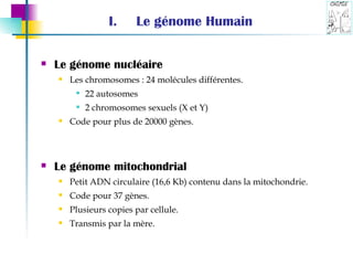 Le génome Humain Le génome nucléaire Les chromosomes : 24 molécules différentes. 22 autosomes 2 chromosomes sexuels (X et Y) Code pour plus de 20000 gènes. Le génome mitochondrial Petit ADN circulaire (16,6 Kb) contenu dans la mitochondrie. Code pour 37 gènes. Plusieurs copies par cellule. Transmis par la mère. 