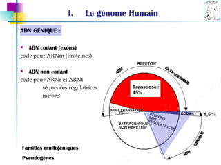 Le génome Humain ADN G É NIQUE : ADN codant (exons) code pour ARNm (Protéines)   ADN non codant  code pour ARNr et ARNt  séquences régulatrices introns Familles multigèniques Pseudogènes 
