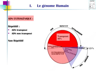 Le génome Humain ADN EXTRAG ÉNIQUE :   Répétitif : ADN transposé  ADN non transposé Non Répétitif 