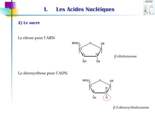 Les Acides Nucléiques 2) Le sucre Le ribose pour l’ARN  Le désoxyribose pour l’ADN β  ribofuranose β  2-désoxyribofuranose 