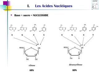 Base + sucre = NUCLEOSIDE Les Acides Nucléiques A G C U A G C T ARN ADN ribose désoxyribose 