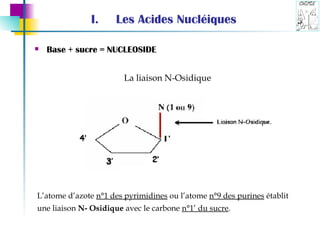 Les Acides Nucléiques Base + sucre = NUCLEOSIDE La liaison N-Osidique L’atome d’azote  n°1 des pyrimidines  ou l’atome  n°9 des purines  établit une liaison  N- Osidique  avec le carbone  n°1’ du sucre . 