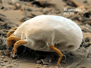 ÁCARO DEL
POLVO