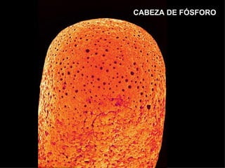 CABEZA DE FÓSFORO