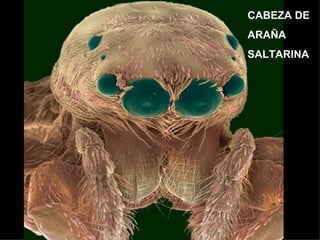 CABEZA DE
ARAÑA
SALTARINA