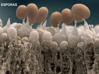 ESPORAS