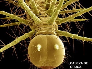 CABEZA DE
ORUGA