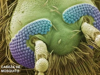 CABEZA DE
MOSQUITO
