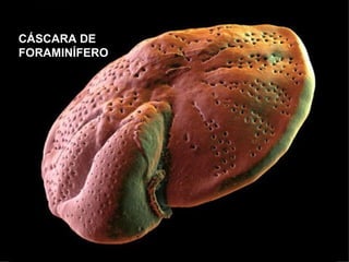 CÁSCARA DE
FORAMINÍFERO
