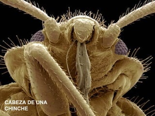 CABEZA DE UNA
CHINCHE
 