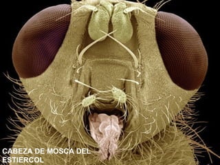 CABEZA DE MOSCA DEL
ESTIERCOL