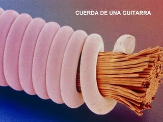 CUERDA DE UNA GUITARRA