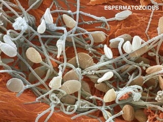 ESPERMATOZOIDES